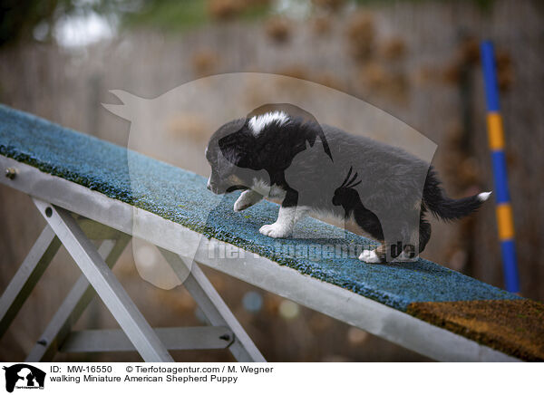 laufender Miniature American Shepherd Welpe / walking Miniature American Shepherd Puppy / MW-16550