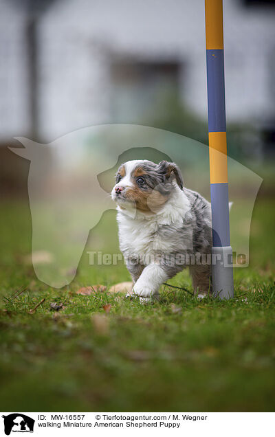 laufender Miniature American Shepherd Welpe / walking Miniature American Shepherd Puppy / MW-16557