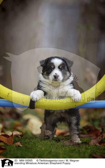 stehender Miniature American Shepherd Welpe / standing Miniature American Shepherd Puppy / MW-16565