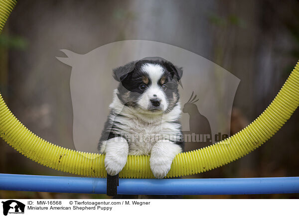 Miniature American Shepherd Puppy / MW-16568