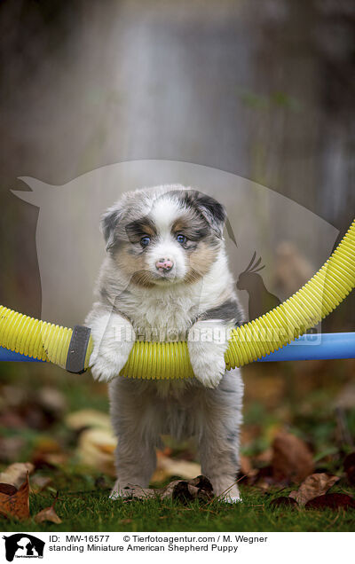 stehender Miniature American Shepherd Welpe / standing Miniature American Shepherd Puppy / MW-16577