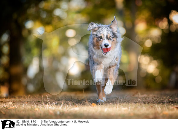 spielender Miniature American Shepherd / playing Miniature American Shepherd / UM-01870