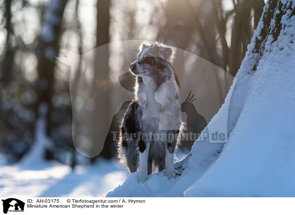 Miniature American Shepherd im Winter / Miniature American Shepherd in the winter / AH-03175