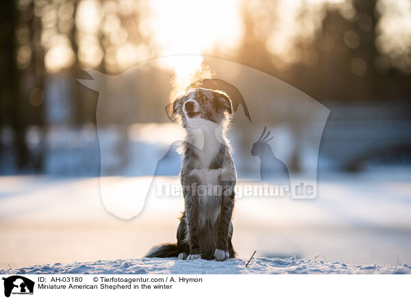 Miniature American Shepherd im Winter / Miniature American Shepherd in the winter / AH-03180