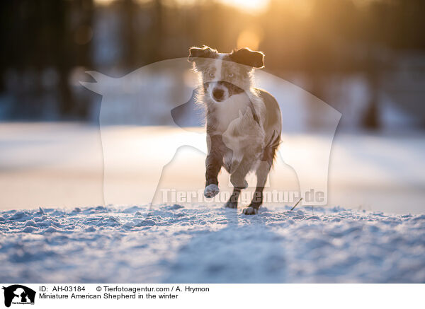 Miniature American Shepherd in the winter / AH-03184