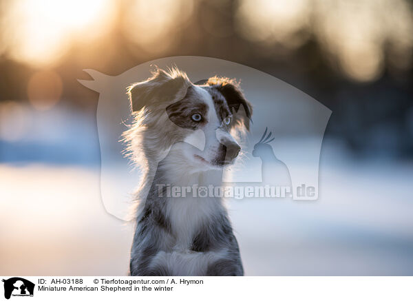 Miniature American Shepherd im Winter / Miniature American Shepherd in the winter / AH-03188