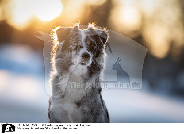 Miniature American Shepherd im Winter / Miniature American Shepherd in the winter / AH-03193