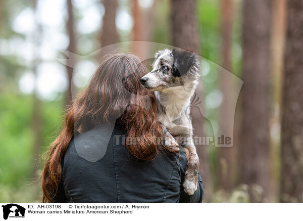 Woman carries Miniature American Shepherd / AH-03198