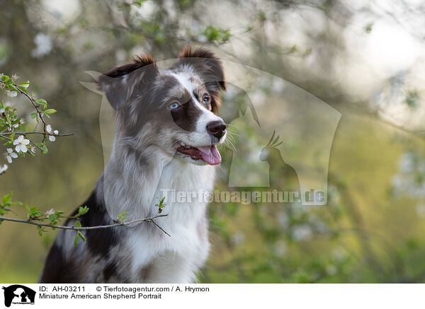 Miniature American Shepherd Portrait / AH-03211