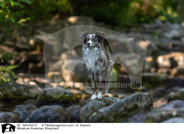 Miniature American Shepherd / AH-03212