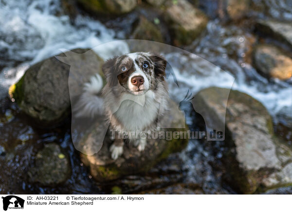 Miniature American Shepherd / Miniature American Shepherd / AH-03221