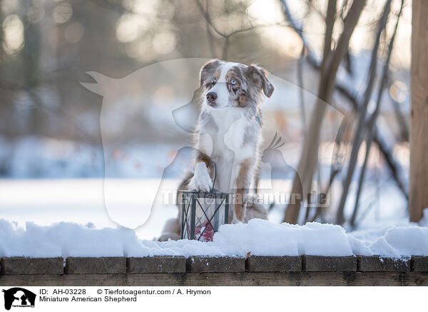 Miniature American Shepherd / Miniature American Shepherd / AH-03228