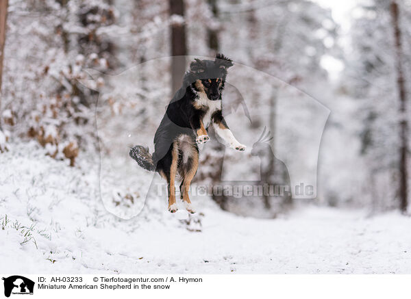 Miniature American Shepherd in the snow / AH-03233