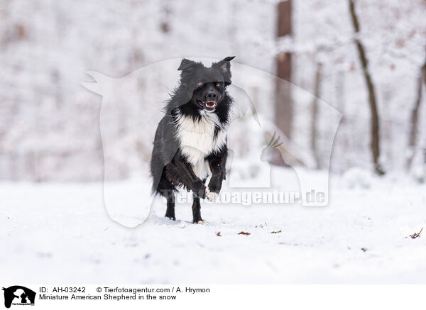 Miniature American Shepherd im Schnee / Miniature American Shepherd in the snow / AH-03242