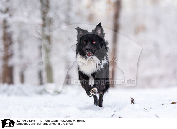 Miniature American Shepherd im Schnee / Miniature American Shepherd in the snow / AH-03246