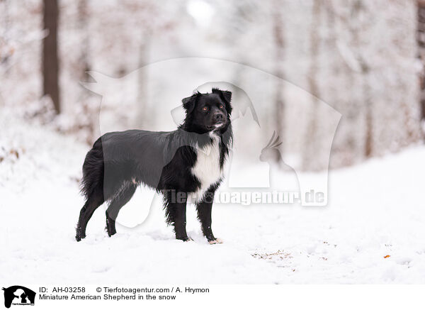 Miniature American Shepherd im Schnee / Miniature American Shepherd in the snow / AH-03258