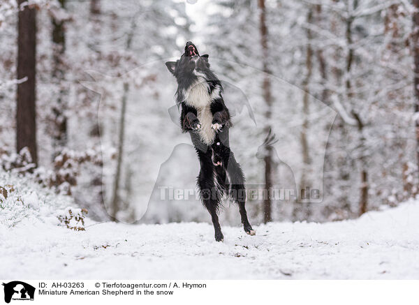 Miniature American Shepherd im Schnee / Miniature American Shepherd in the snow / AH-03263