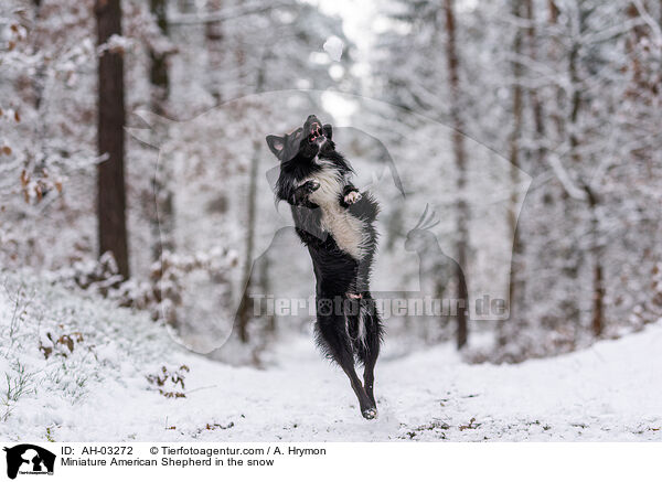 Miniature American Shepherd im Schnee / Miniature American Shepherd in the snow / AH-03272