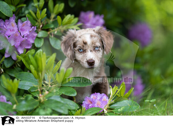 sitzender Miniature American Shepherd Welpe / sitting Miniature American Shepherd puppy / AH-03714