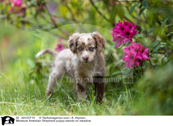Miniature American Shepherd Welpe steht auf Wiese / Miniature American Shepherd puppy stands on meadow / AH-03715