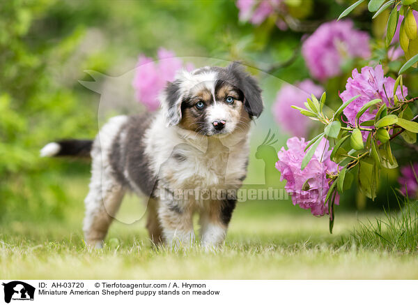 Miniature American Shepherd Welpe steht auf Wiese / Miniature American Shepherd puppy stands on meadow / AH-03720