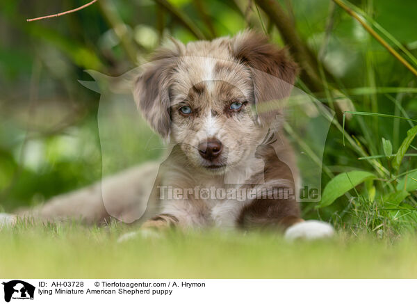 liegender Miniature American Shepherd Welpe / lying Miniature American Shepherd puppy / AH-03728