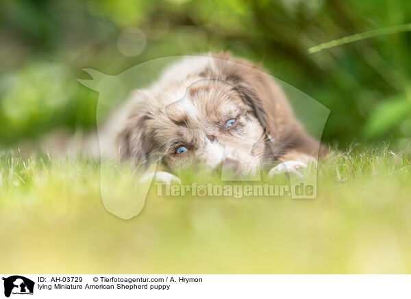 liegender Miniature American Shepherd Welpe / lying Miniature American Shepherd puppy / AH-03729