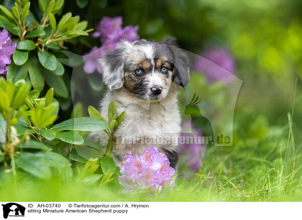 sitting Miniature American Shepherd puppy / AH-03740