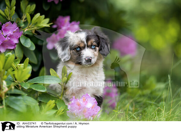 sitting Miniature American Shepherd puppy / AH-03741