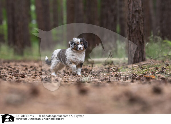 Miniature American Shepherd Welpe / Miniature American Shepherd puppy / AH-03747