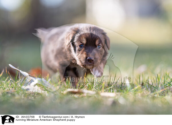 running Miniature American Shepherd puppy / AH-03768