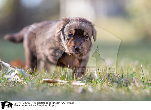 Miniature American Shepherd Puppy / AH-03769