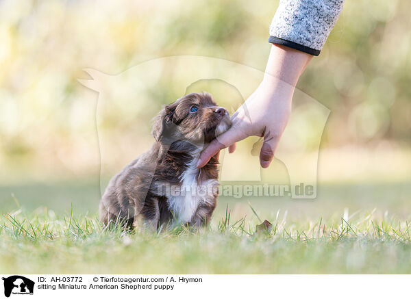 sitting Miniature American Shepherd puppy / AH-03772