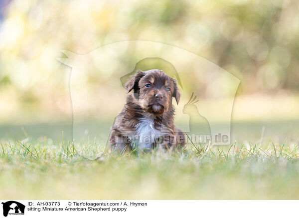 sitting Miniature American Shepherd puppy / AH-03773