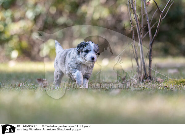 rennender Miniature American Shepherd Welpe / running Miniature American Shepherd puppy / AH-03775