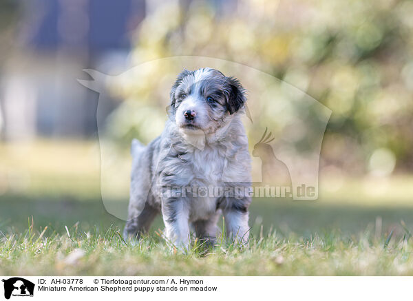 Miniature American Shepherd puppy stands on meadow / AH-03778