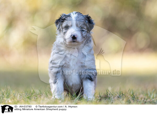 sitting Miniature American Shepherd puppy / AH-03780