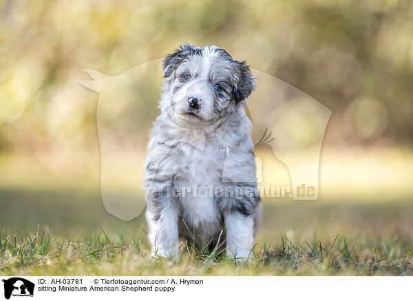 sitting Miniature American Shepherd puppy / AH-03781