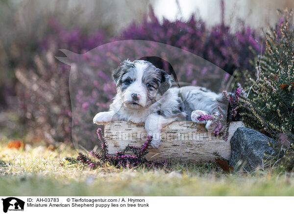 Miniature American Shepherd puppy lies on tree trunk / AH-03783