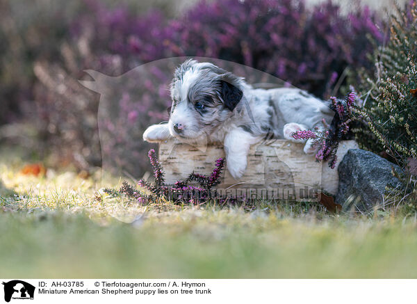 Miniature American Shepherd puppy lies on tree trunk / AH-03785