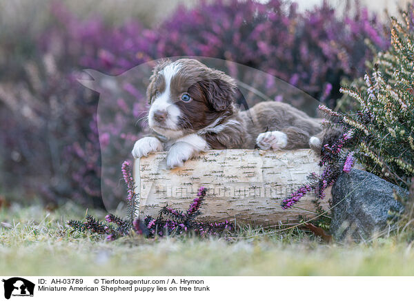 Miniature American Shepherd puppy lies on tree trunk / AH-03789