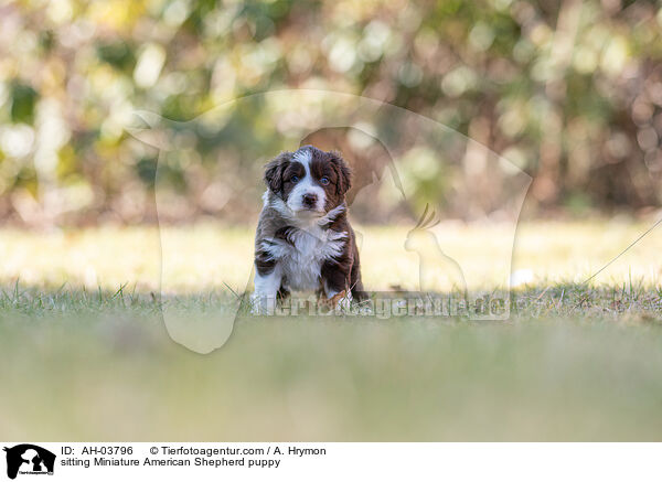 sitting Miniature American Shepherd puppy / AH-03796