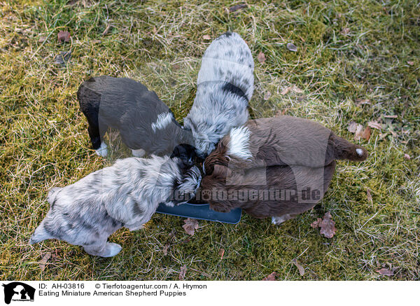 fressende Miniature American Shepherd Welpen / Eating Miniature American Shepherd Puppies / AH-03816