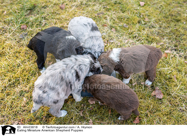 fressende Miniature American Shepherd Welpen / Eating Miniature American Shepherd Puppies / AH-03818