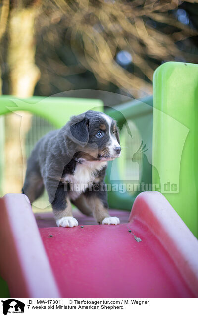 7 weeks old Miniature American Shepherd / MW-17301