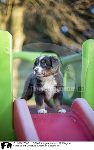 7 Wochen alter Miniature American Shepherd / 7 weeks old Miniature American Shepherd / MW-17303