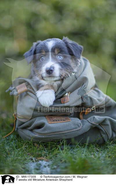 7 weeks old Miniature American Shepherd / MW-17309