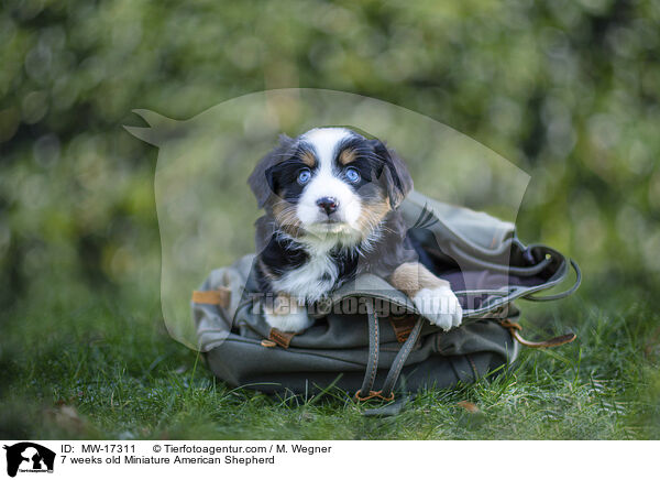 7 Wochen alter Miniature American Shepherd / 7 weeks old Miniature American Shepherd / MW-17311