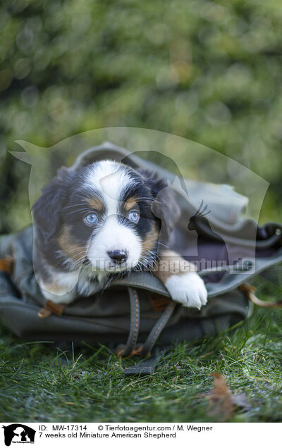 7 weeks old Miniature American Shepherd / MW-17314