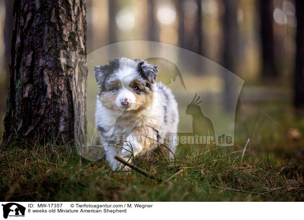 8 weeks old Miniature American Shepherd / MW-17357